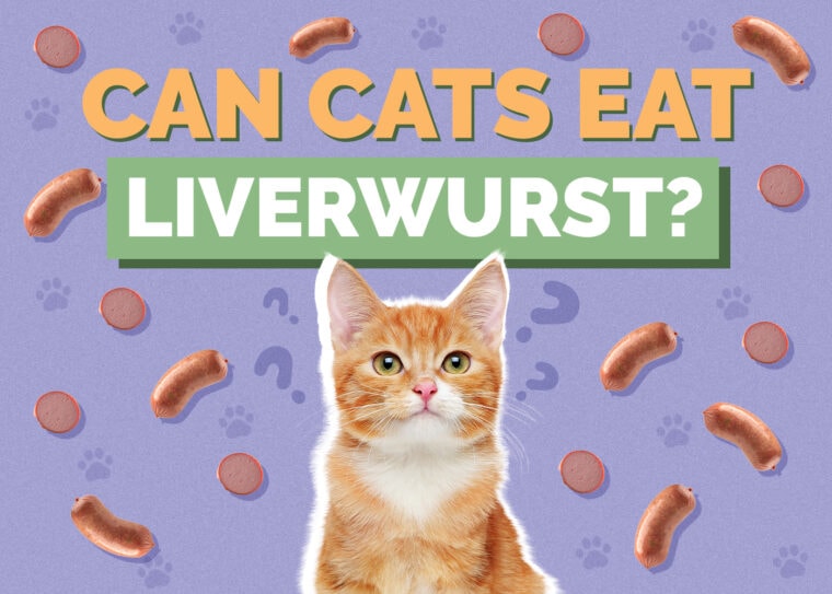 Can Cats Eat Liverwurst? VetVerified Nutritional Info & Safety Guide