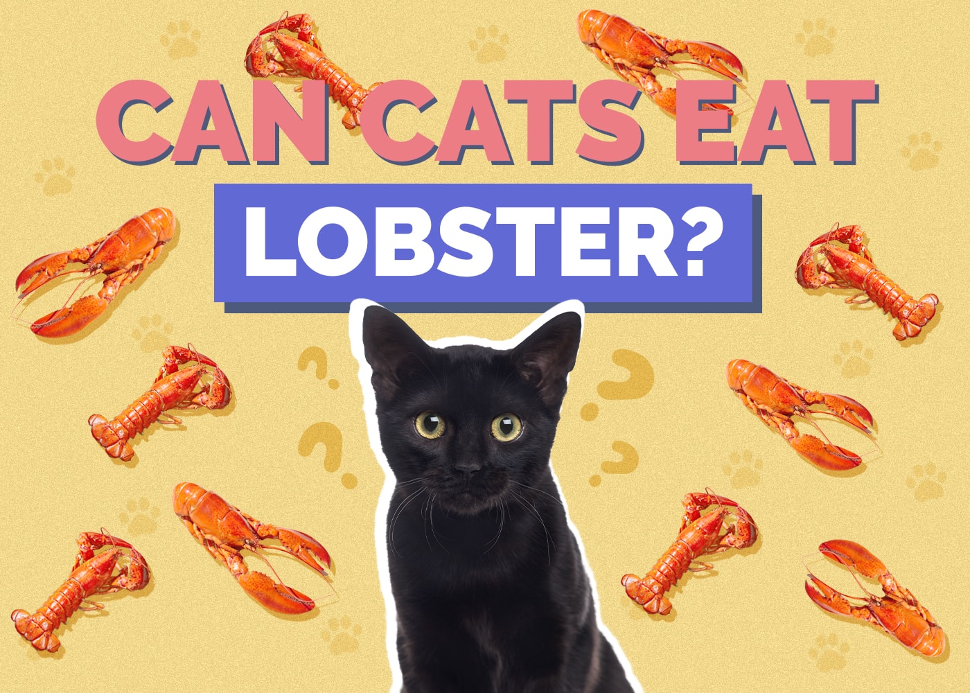 Can Cats Eat lobster
