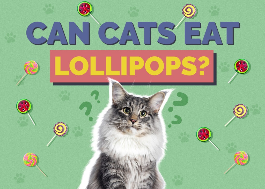 Can Cats Eat lollipop