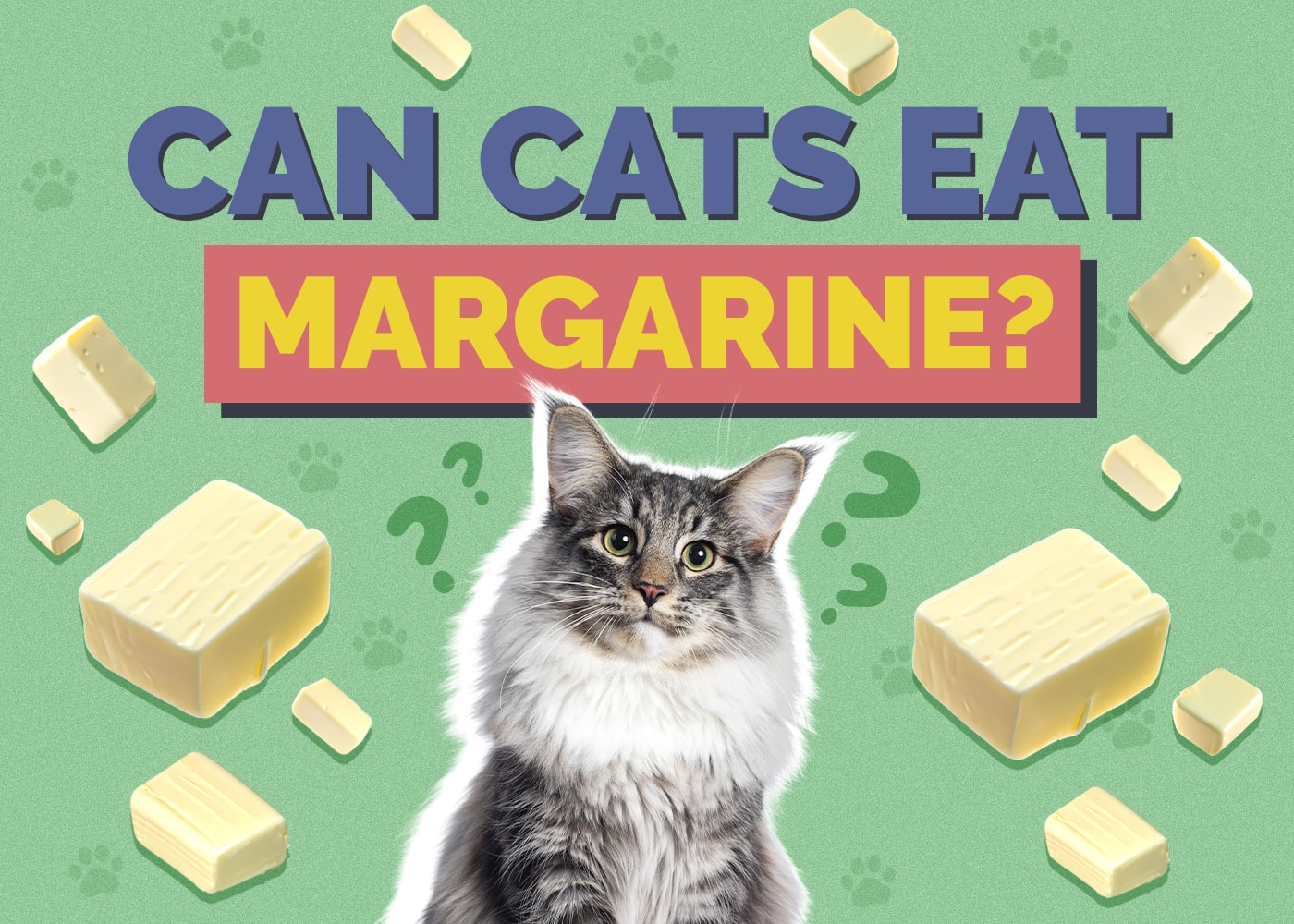 Can Cats Eat margarine