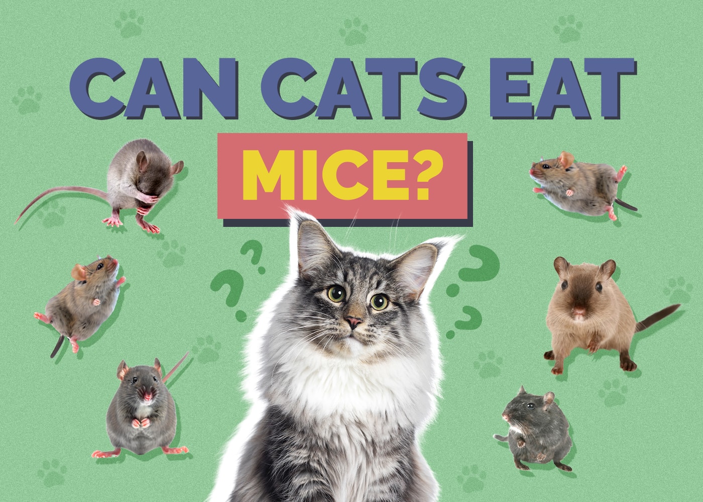 Can Cats Eat mice