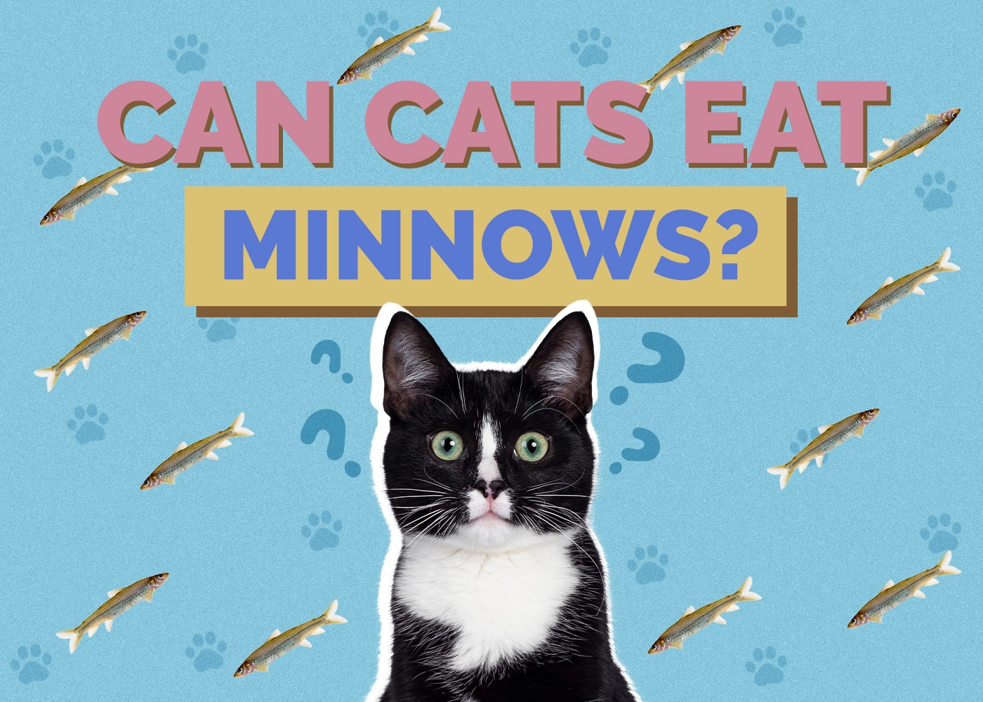 Can Cats Eat minnows Can Cats Eat minnows