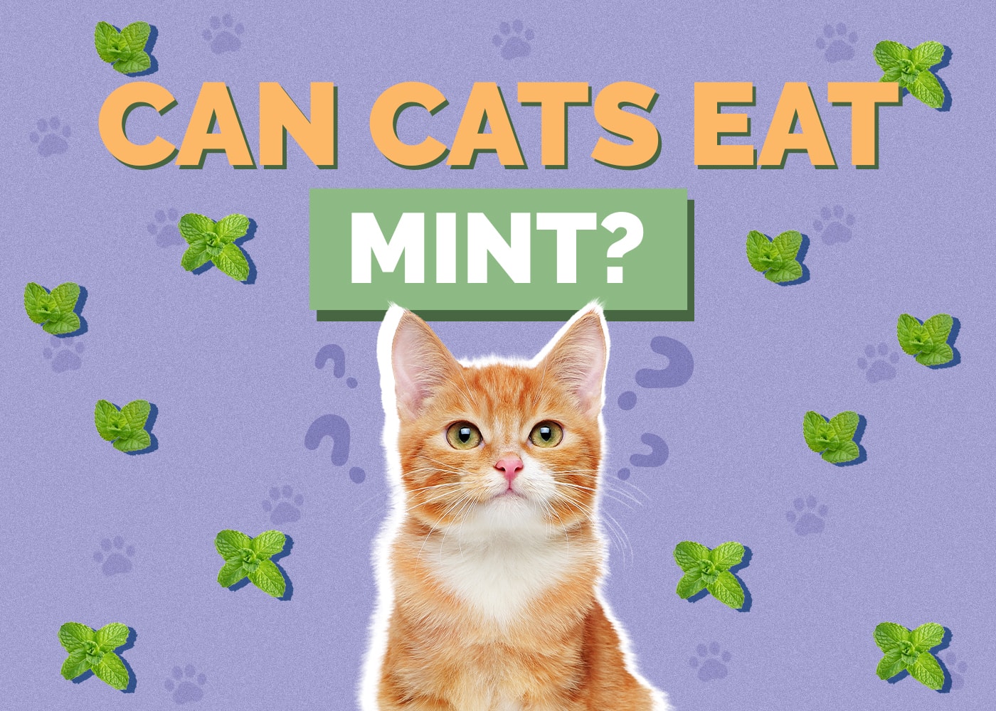 Can Cats Eat mint