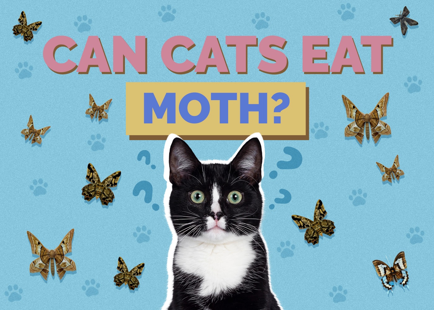 Can Cats Eat moth