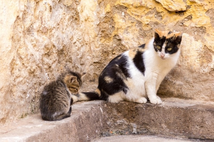 mother cat abandoning her kitten