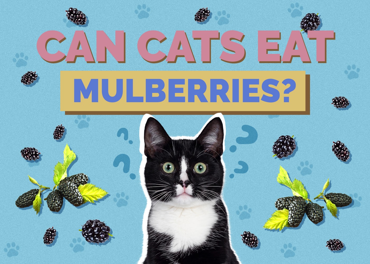 Can Cats Eat mulberries