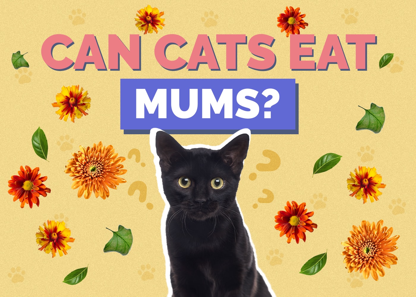 Can Cats Eat mums