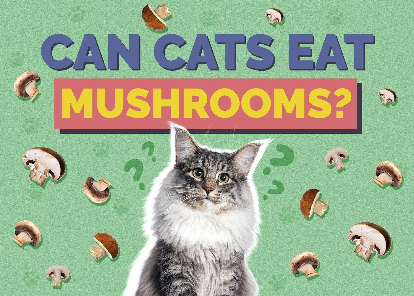Can Cats Eat mushrooms