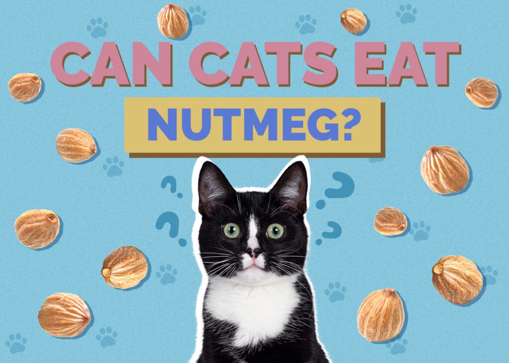 Can Cats Eat nutmeg
