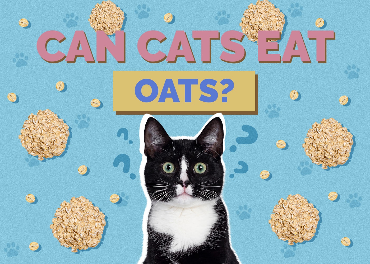 Can Cats Eat oats