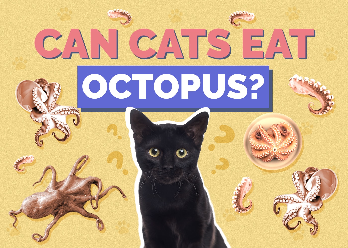 Can Cats Eat octopus