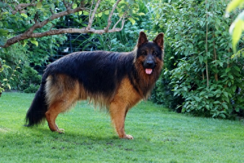 old german dog