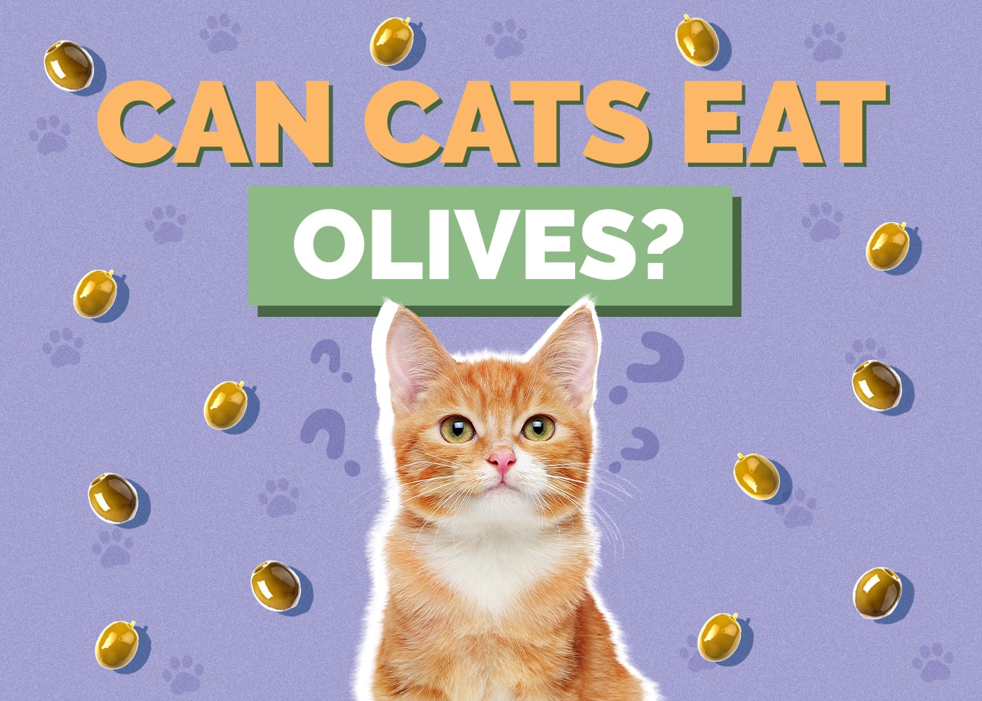 Can Cats Eat olives