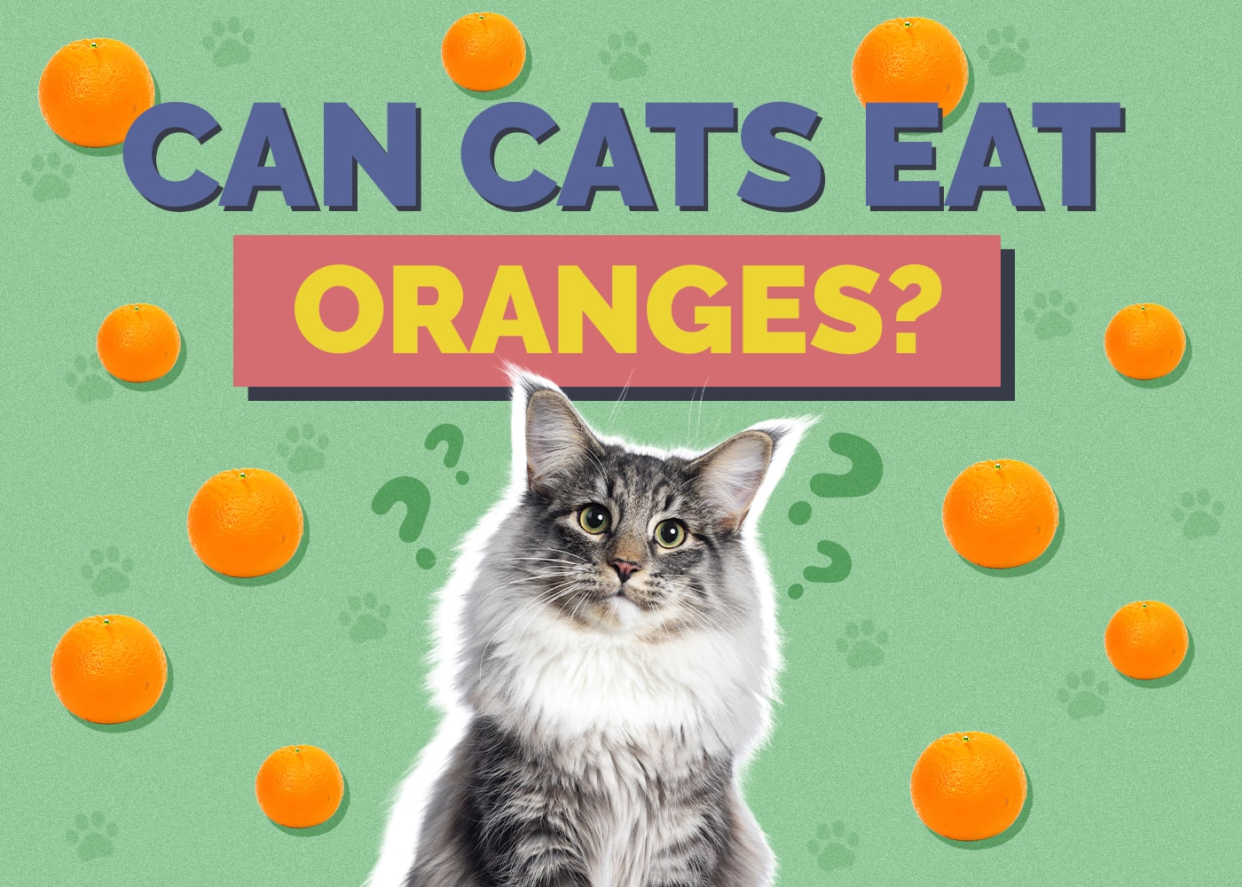 Can Cats Eat oranges