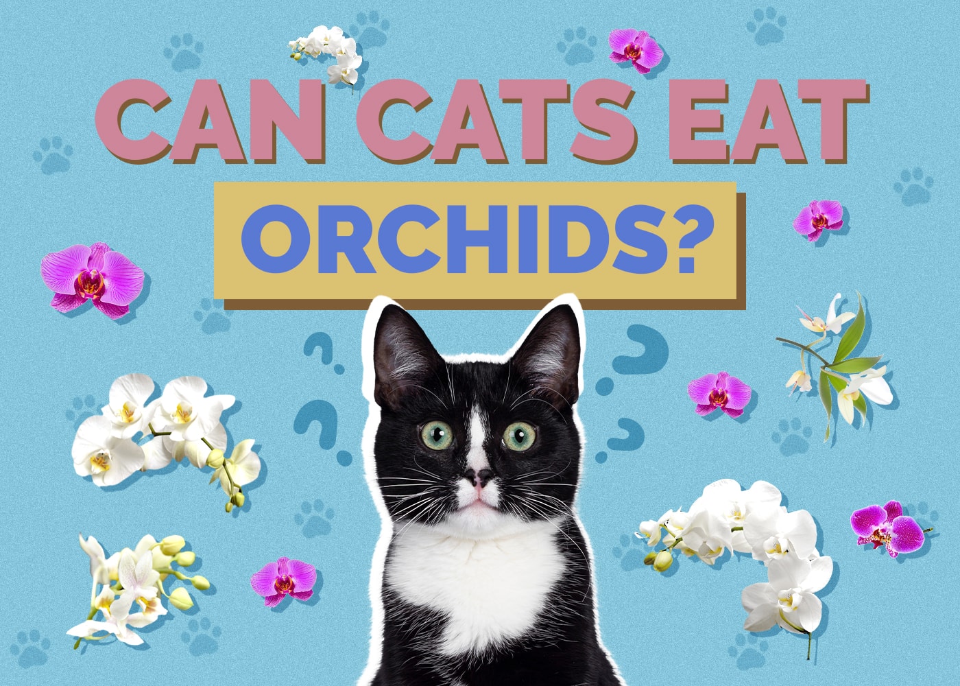 Can Cats Eat orchids