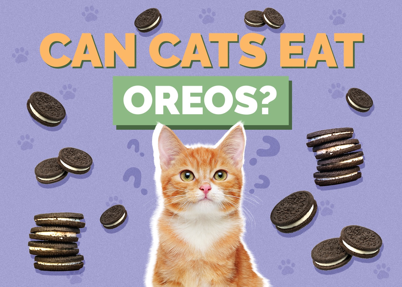 Can Cats Eat oreos