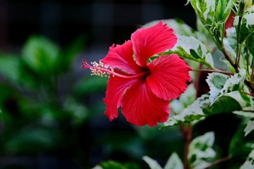 red hibiscus flower