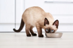siamese cat eating food from bowl at home