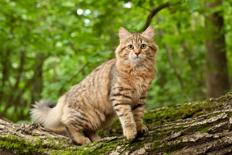 mèo siberia trên gỗ