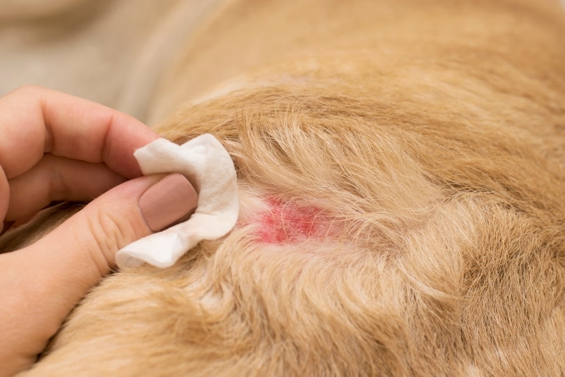 treating dog wound