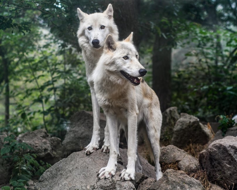 two wolves standing on the rock