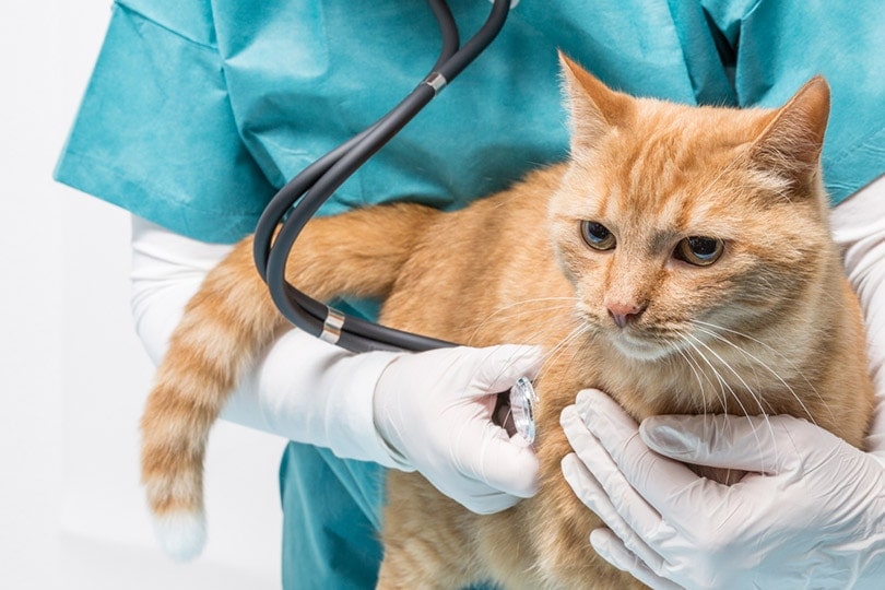 vet doctor using stethoscope on cat