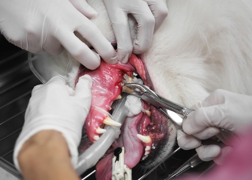 dog teeth removal