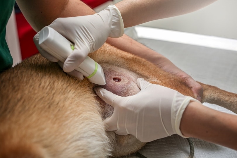vet shaving dog fur near wound