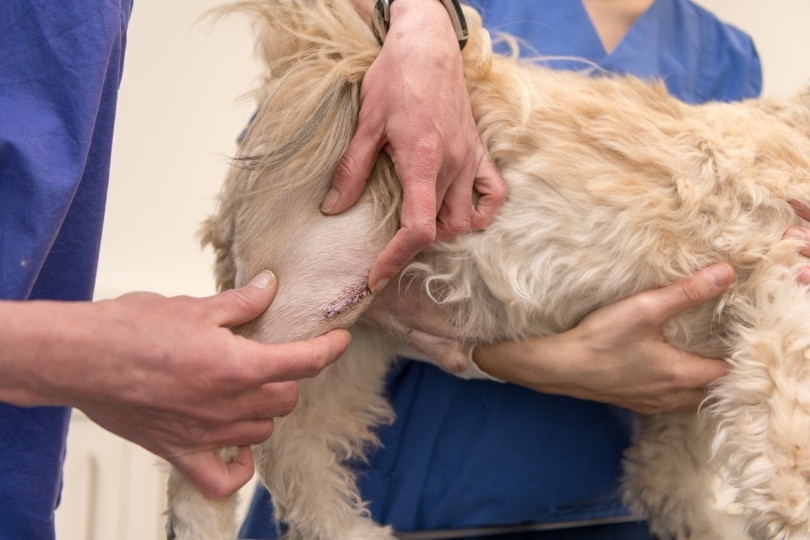 vet treating dog wound