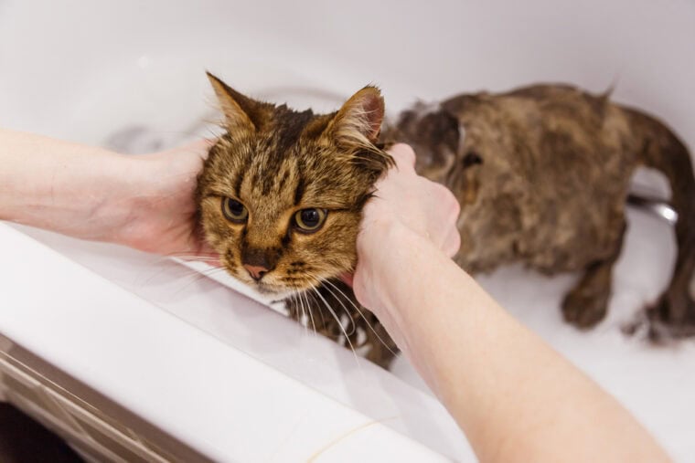 How to Give a Cat a Flea Bath in 6 Easy Steps (With Pictures) Hepper