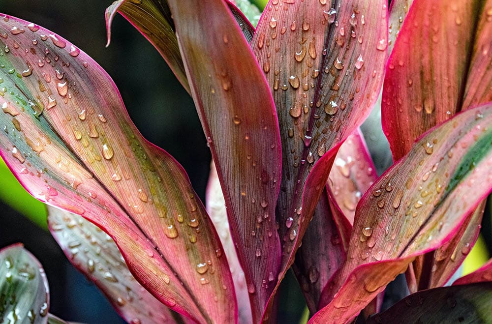 wet cordyline leaves close up