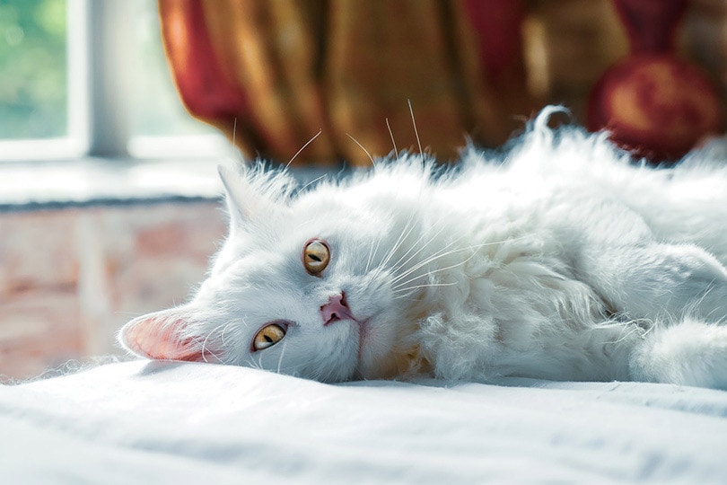 white fluffy cat lying on bed