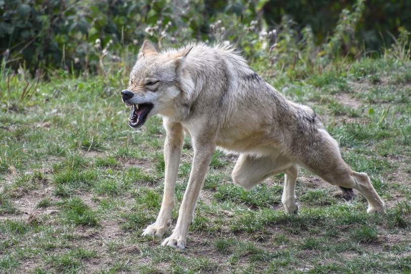 wolf yawning