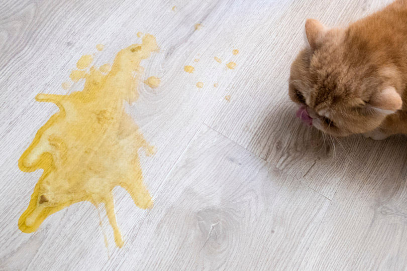 yellow vomit on a light wooden floor and a cat