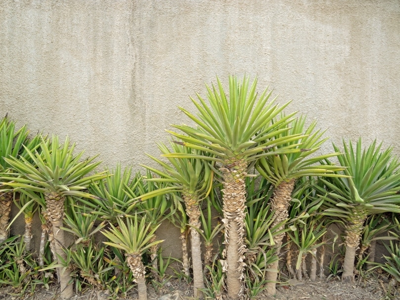 yucca plants