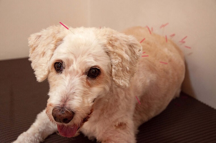 Acupuncture For Dogs Benefits & Effectiveness (Vet Answer) Hepper