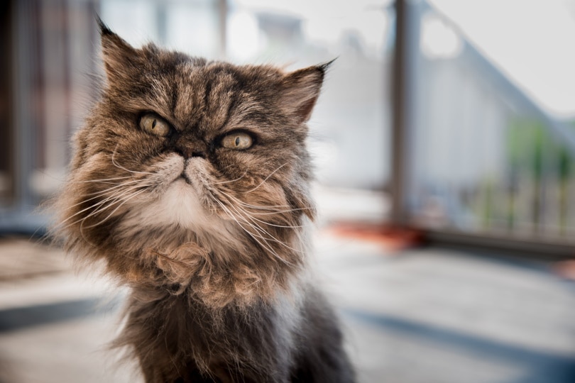 Mèo Ba Tư mặt giận dữ