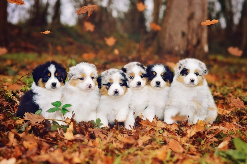Australian shepherd puppies outside