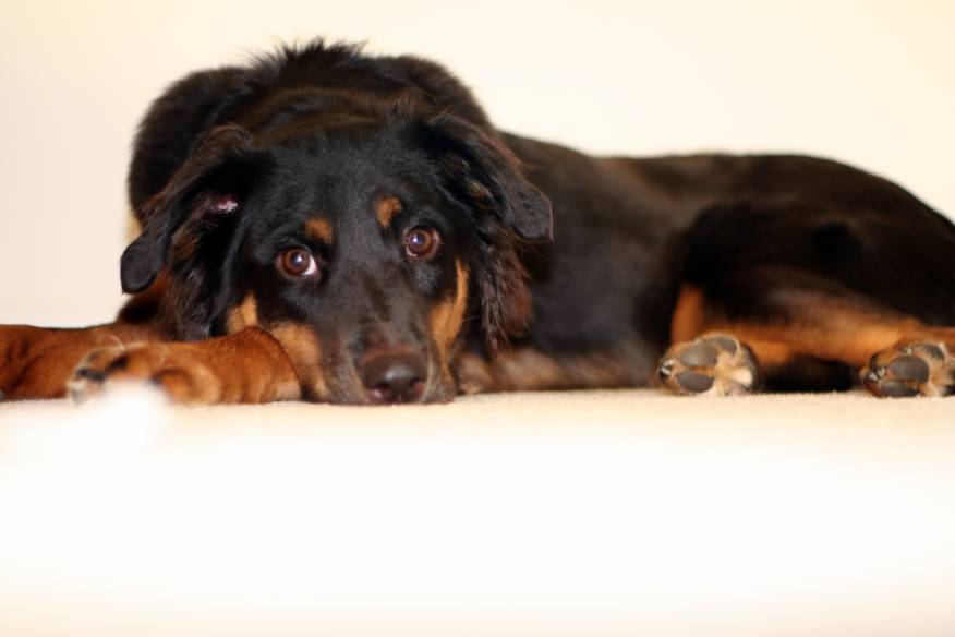 Bernese Mountain Dog Australian Shepherd Mix