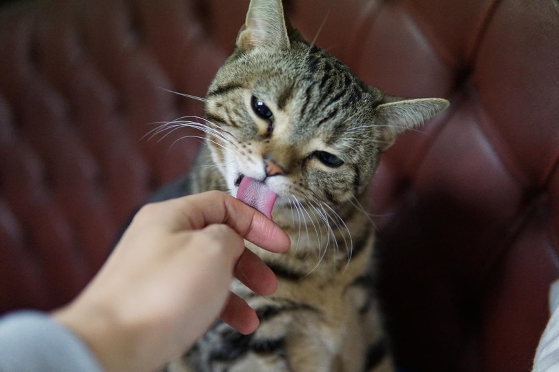 Cat licking a person's fingers