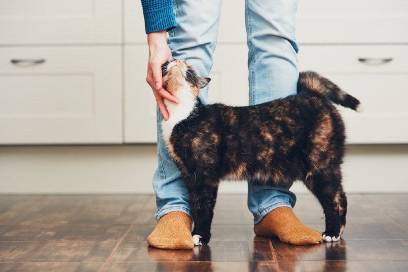 Cat welcomes his owner at home