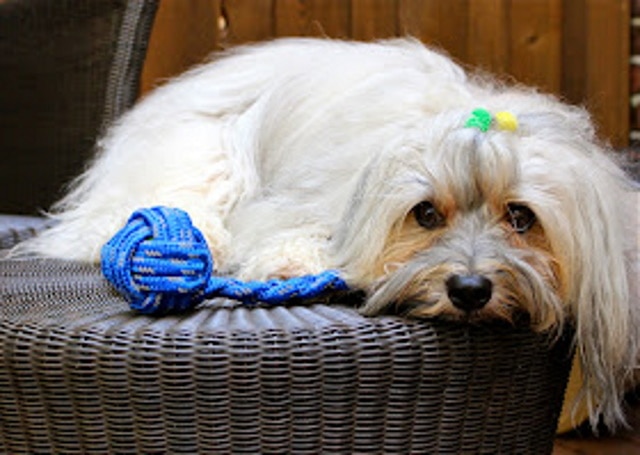 DIY dog rope toys
