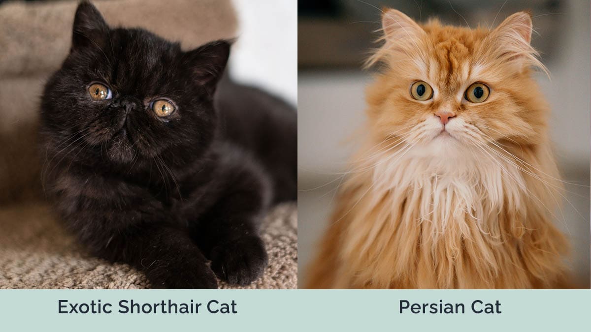 Exotic Shorthair Cat vs Persian Cat: Pictures, Differences, & What to  Choose | Hepper