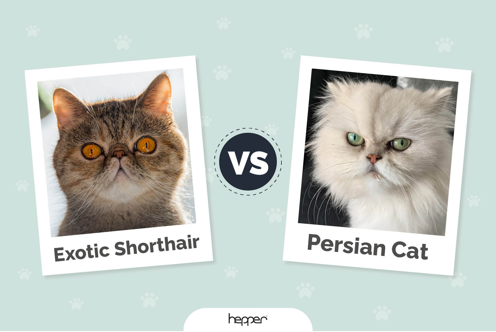 Exotic Shorthair Cat vs Persian Cat: Pictures, Differences, & What to  Choose | Hepper