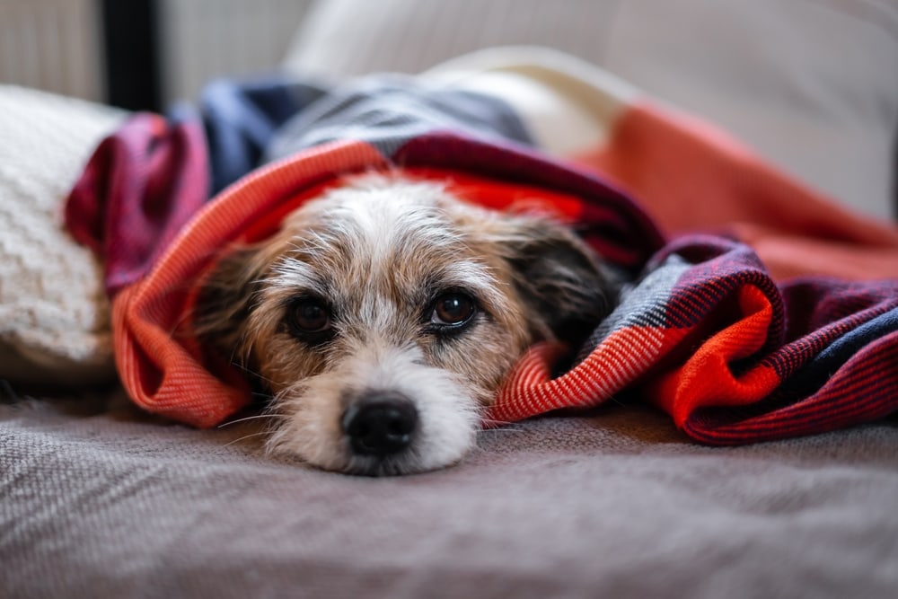 Jack russel in blanket sick dog tired cold