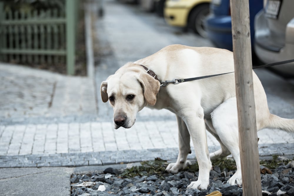 Labrador pooping on a sidewalk