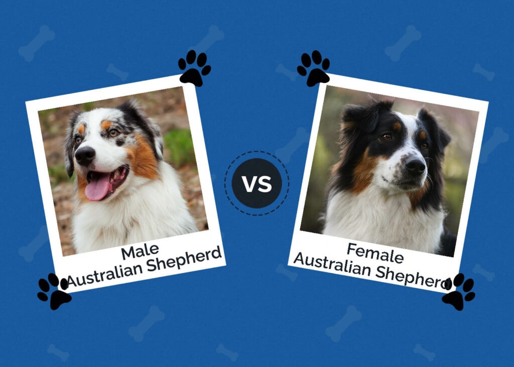 Male vs Female Australian Shepherd