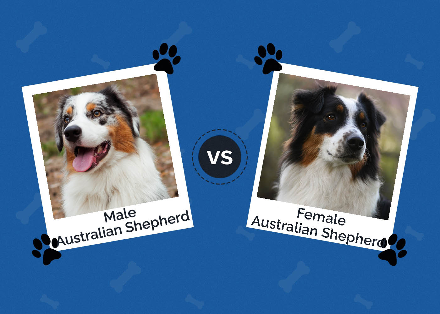 Male vs Female Australian Shepherd