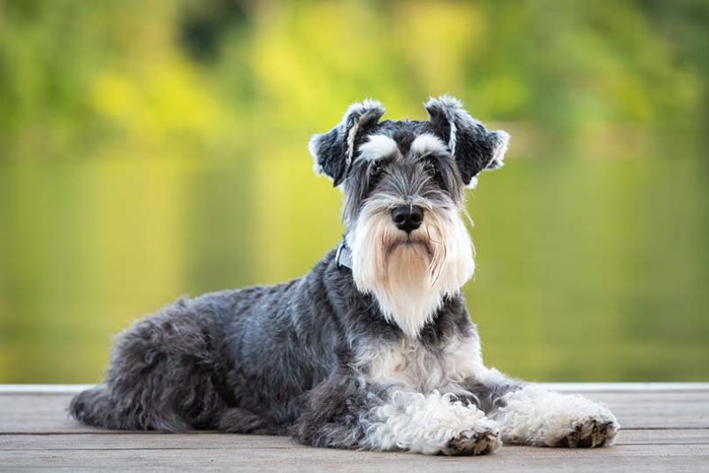 Salt and Pepper Miniature Schnauzer