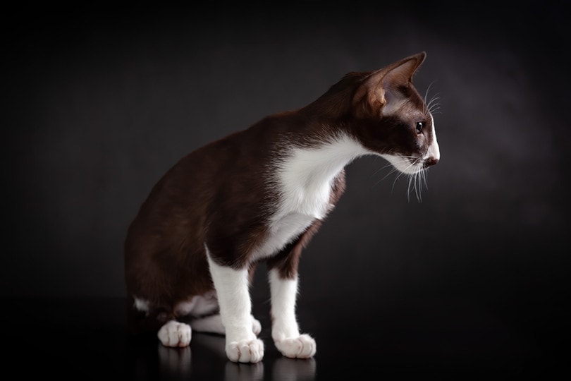 Oriental Bicolor Cat